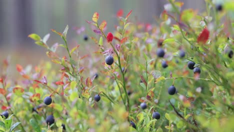 wild bilberries (vaccinium myrtillus) in the forest.