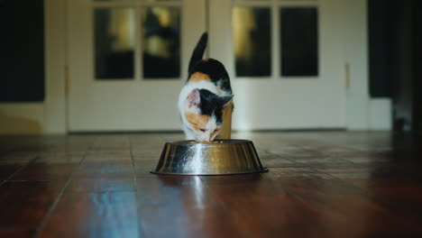 gato doméstico come comida de un bol en el interior