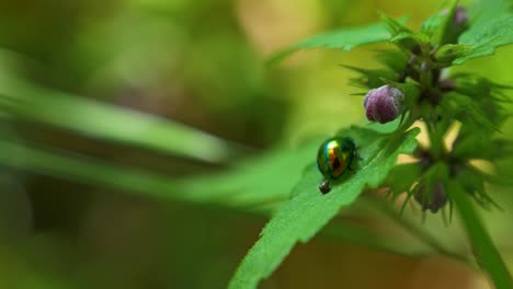 Escarabajo-Chrysolina-Descansando-En-Una-Planta-Con-Algunas-Hormigas