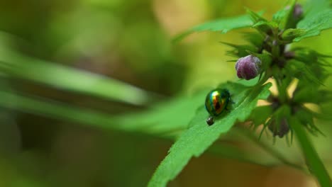 chrysolina beetle resting in a plant with some ants