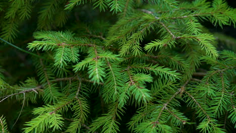 green fern leaves in forest.