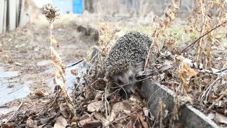 hedgehog