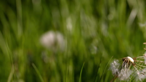 Löwenzahnsamen-Wehen-Aus-Der-Blüte