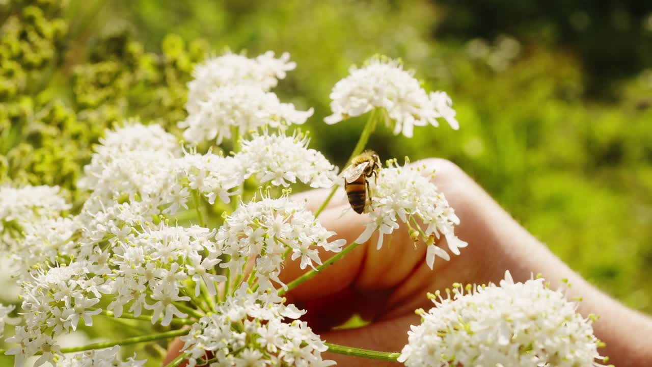 손으로 쥐고 있는 쥐오줌풀 꽃 위에 꿀을 찾는 꿀벌의 근접 촬영
