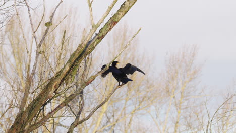 Great-cormorant-with-outstretched-wings-sits-in-the-wind-on-a-swaying-tree-branch