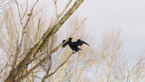 gran cormorán con alas extendidas se sienta en el viento en una rama de árbol que se balancea