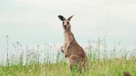 Canguro-Rojo-Macho-De-Pie-Sobre-Las-Patas-Traseras-En-Pastizales-Mientras-Mira-La-Cámara-En-Hunter-Valley,-Nueva-Gales-Del-Sur,-Australia