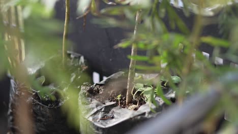 basket with small australian oak plants, ready for planting