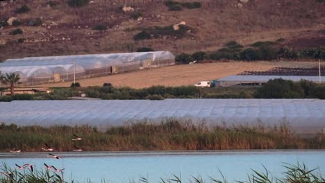 Flock-Of-Pink-Flamingos-Flying-Low-Over-The-Pond-In-Vendicari-Nature-Reserve-In-Sicily,-Italy---Slow-Motion