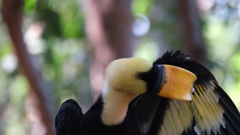 Great-Hornbill,-Buceros-bicornis