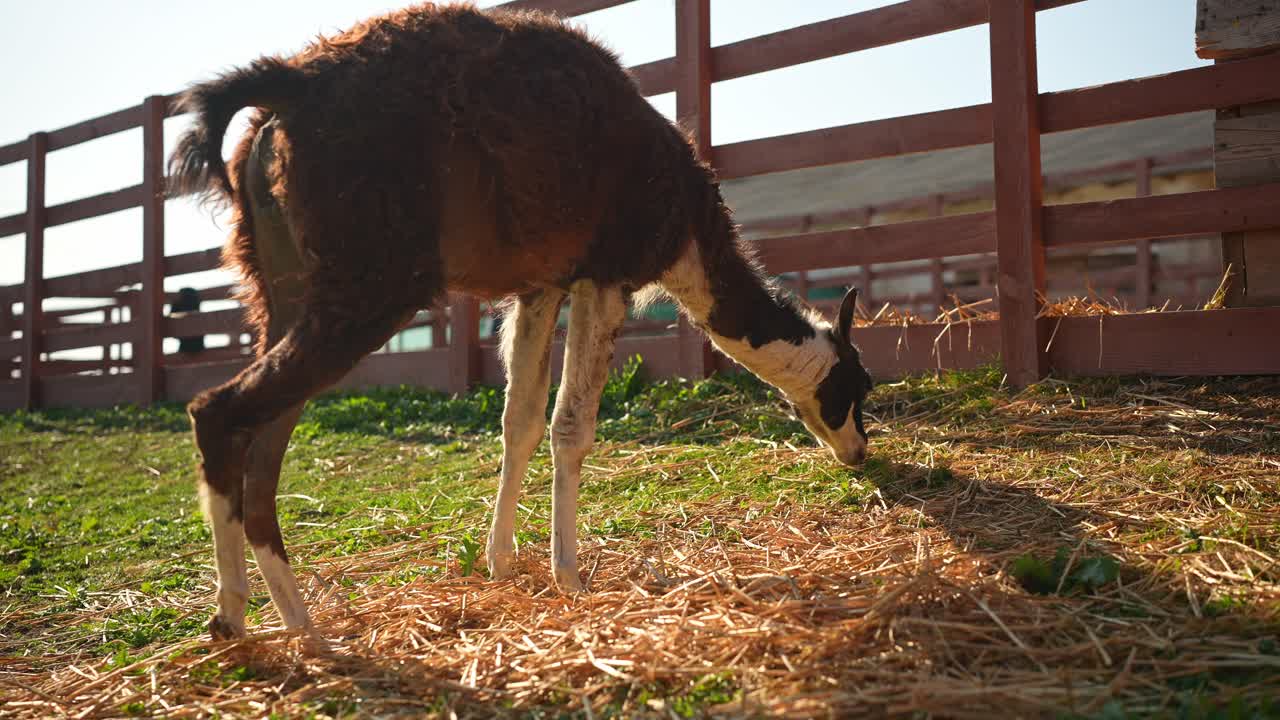 농장 에 있는 라마 가  을 먹고 있다
