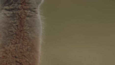 cerca de un guanaco masticando