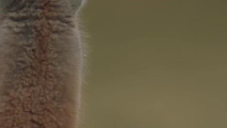 close up of a guanaco chewing