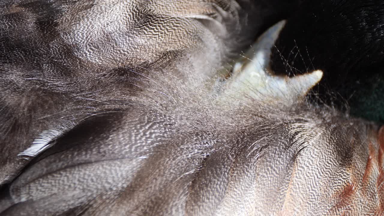 화창한 날에 공원에서 야외에서 자고 있는 귀여운 청둥오리 오리의 패닝 샷