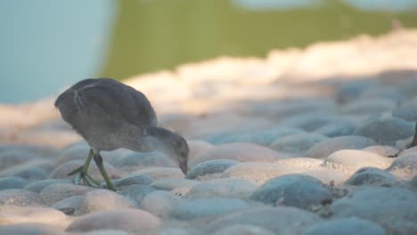 Pájaro-Caminando-Cerca-Del-Estanque-En-Un-Día-De-Verano