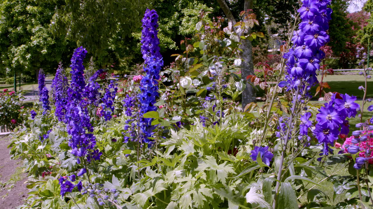 hermosas flores de color azul en un jardín bien cuidado en un día de sol