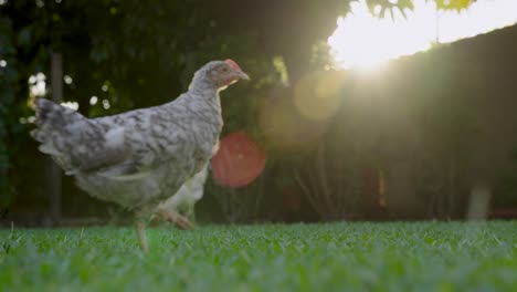 Black-and-white-Asian-rooster-with-a-sun-flare