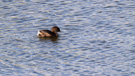 Pied-billed-grebe-preening-feathers-and-eating-his-own-feather,-in-blue-water