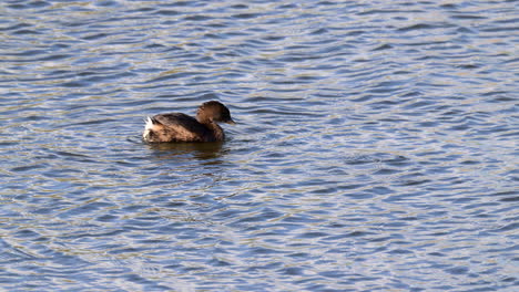 el grebe de pico de pié limpiando las plumas y comiendo su propia pluma, en agua azul