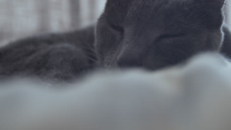 sleepy cat on a bed 02