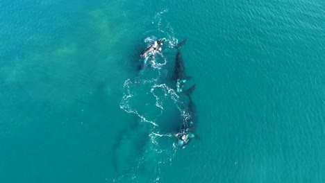 魚交配第一組: 濾過浮游生物,空中拍攝 慢速拍攝