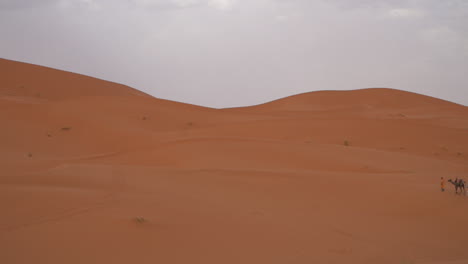 Mesmerizing-footage-of-graceful-desert-camels-gracefully-traversing-the-vast-expanse-of-the-Sahara-desert