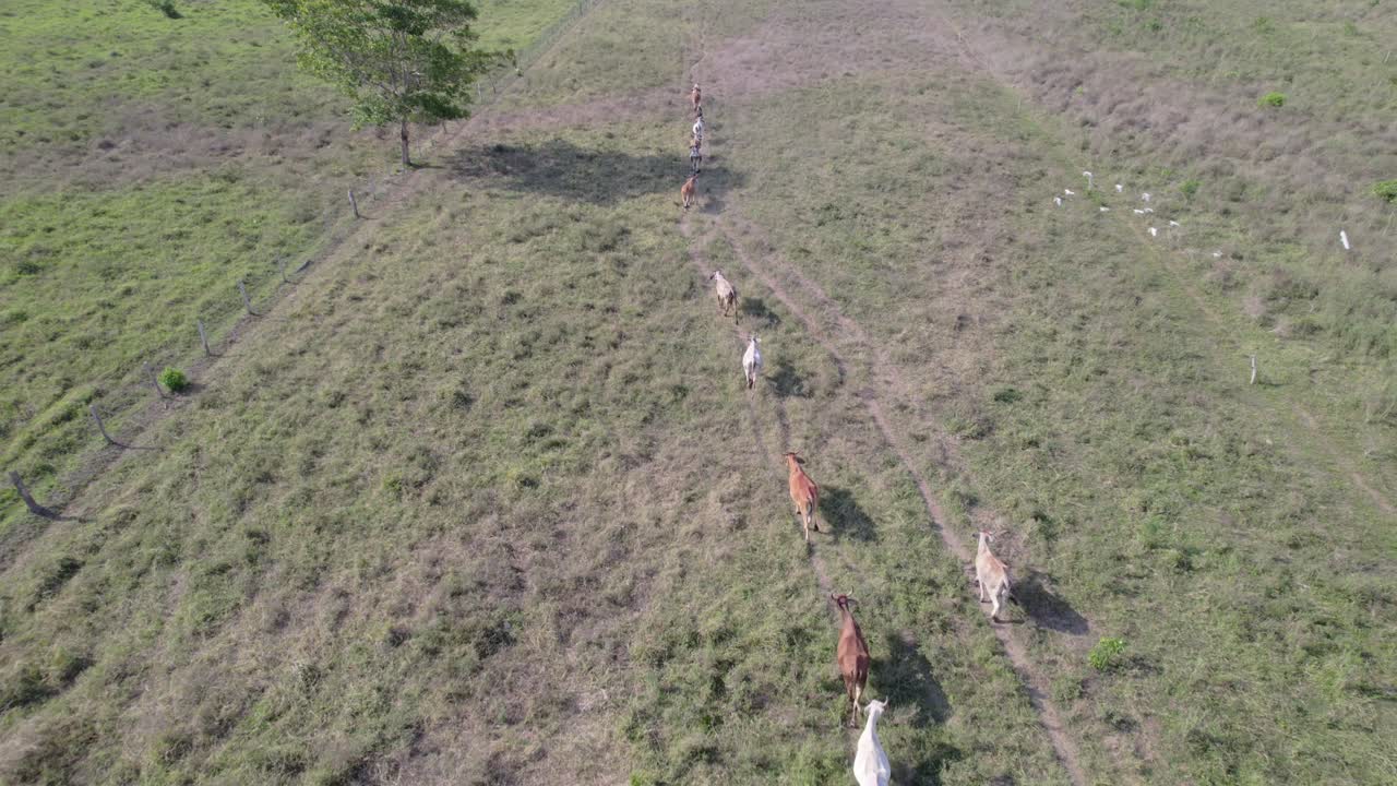 Cows walk single file across a dry pasture, seen from above with a drone