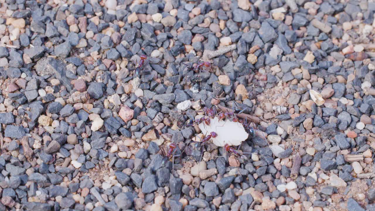 Bull ants cluster and move busily around their nest entrance in natural daylight, overhead view