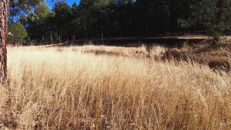 dry native western wheatgrass coves the coconino national forest floor