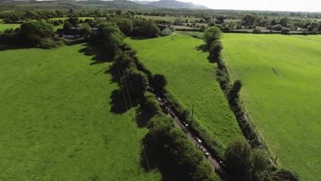 aerial drone shot of cows walking on road to farm in ireland