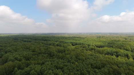 high altitude drone view going over vast extensions of green forest canopy for industrial lumber harvesting, with bright partly cloudy sky.
