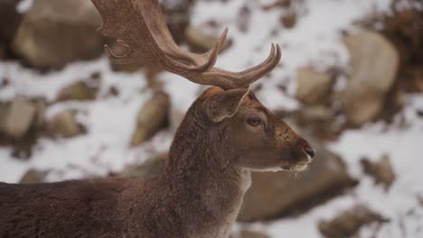 Damhirsch-Mit-Riesigem-Geweih-In-Der-Winternatur