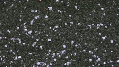 Tormenta-Destructiva-De-Granizo-Golpeando-La-Hierba-En-El-Jardín-Con-Granizo-Y-Causando-Daños,-Un-Desastre-Natural-Muy-Grave-Seguido-De-Fuertes-Lluvias-Que-Causan-Inundaciones