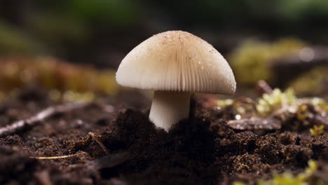 close-up of a small mushroom growing in damp soil