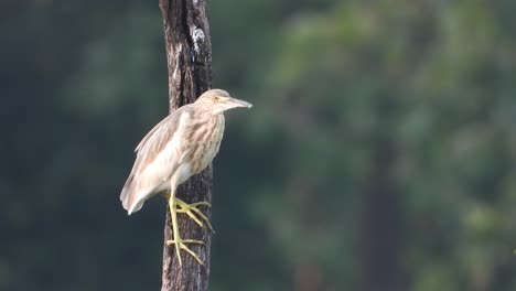 Indian-heron--tree--pond--water