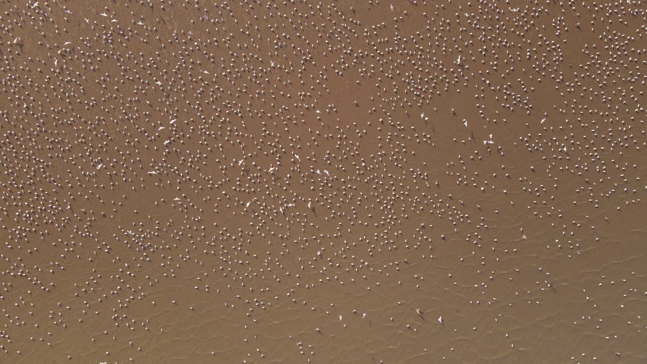 toma aérea de arriba hacia abajo que muestra una bandada de pájaros tumbados y volando sobre un campo arenoso en el desierto