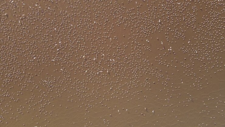 Aerial top down shot showing flock of birds lying and flying over sandy field in wilderness