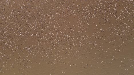 Aerial-top-down-shot-showing-flock-of-birds-lying-and-flying-over-sandy-field-in-wilderness