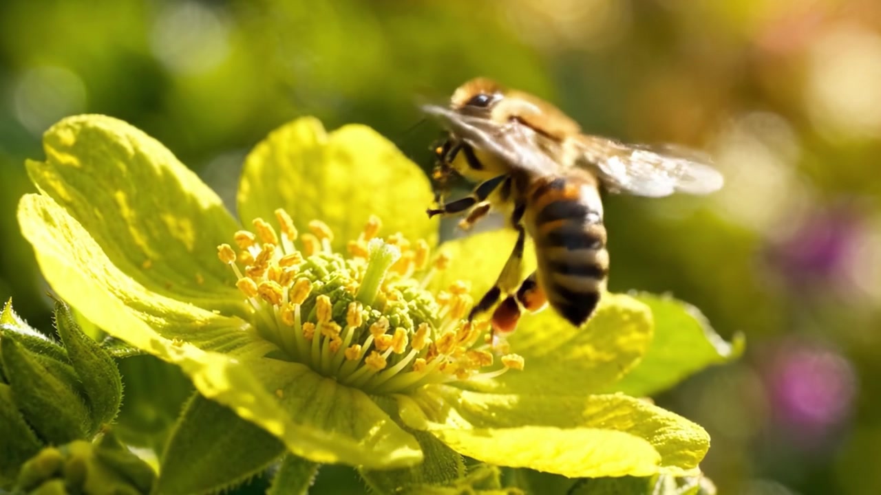 A close-up view of a bee approaching a vibrant yellow flower, highlighting the intricate details of pollination and the essential role of bees in nature's ecosystem.