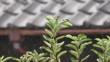 drops of rain falling on plants in the garden - close up