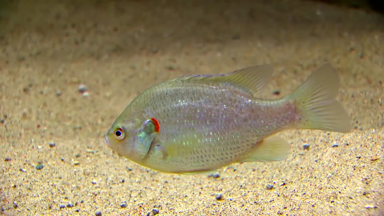 краснопёрка