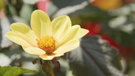 a single yellow flower moves softly in a garden, illuminated by natural sunlight. the camera remains steady, capturing subtle motion and vibrant colors