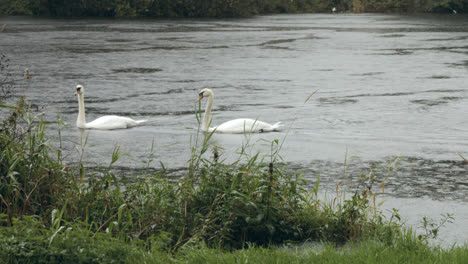 Swans-on-river-in-the-rain