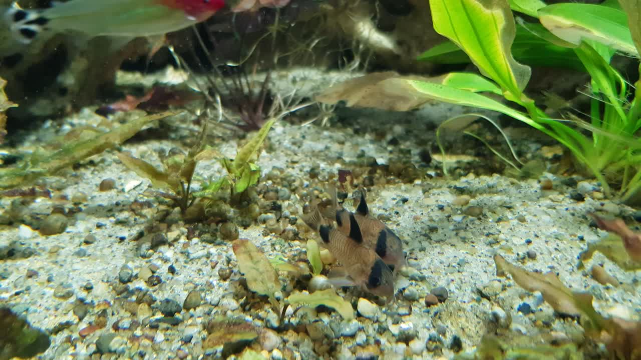 peces panda cory