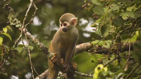 ritratto di una scimmia scoiattolo comune che riposa sui rami degli alberi