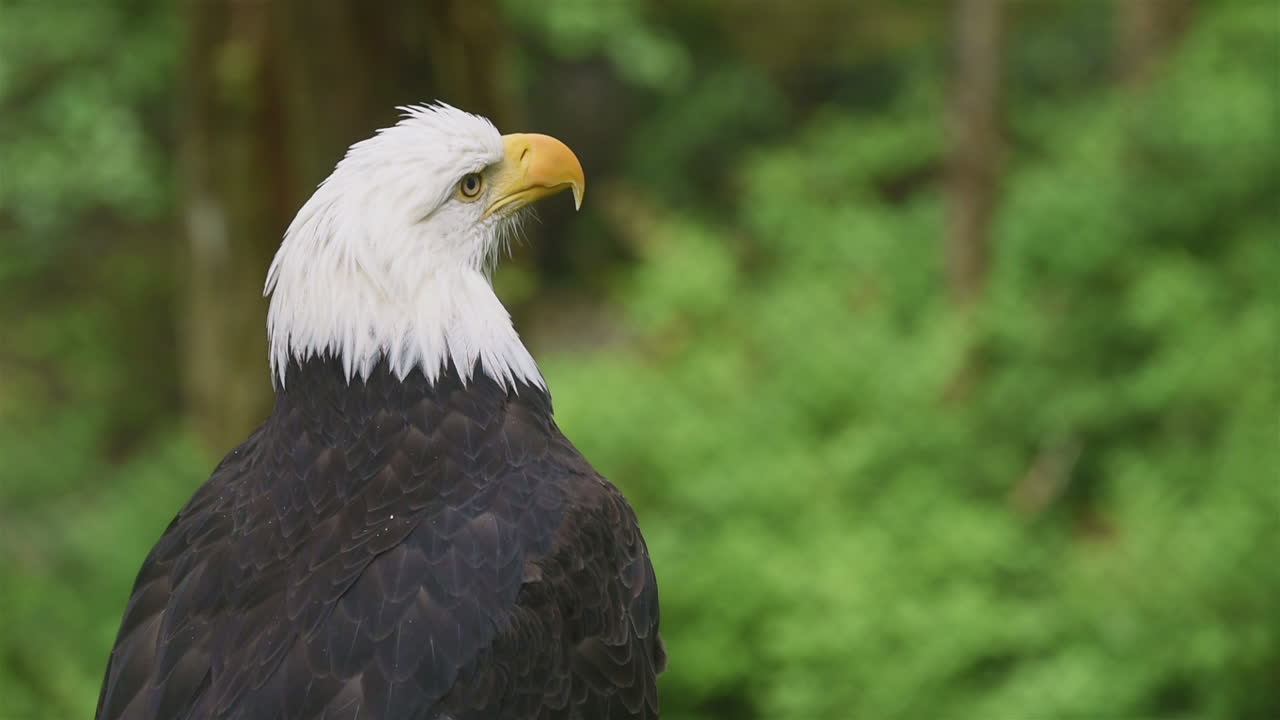 primer plano de un águila calva llamando