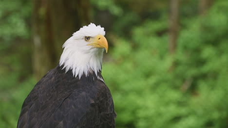 primer plano de un águila calva llamando