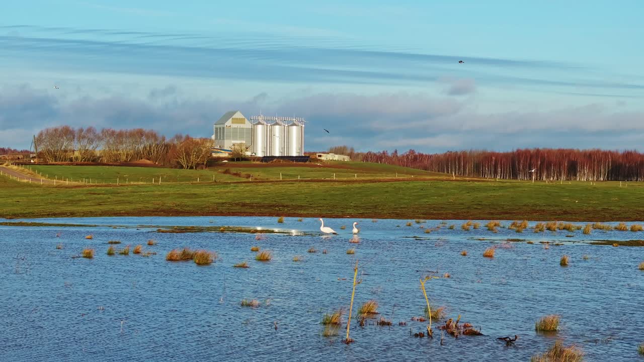 천천히 촬영된 백조, 침수된, 자연과 산업의 만남, 일출, 4k