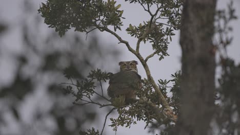 Gran-Búho-Cornudo-Sentado-En-La-Rama-De-Un-árbol,-Girando-La-Cabeza-Meciéndose-En-El-Viento