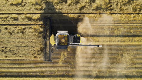 overhead drone tracking of combine harvester harvesting wheat field